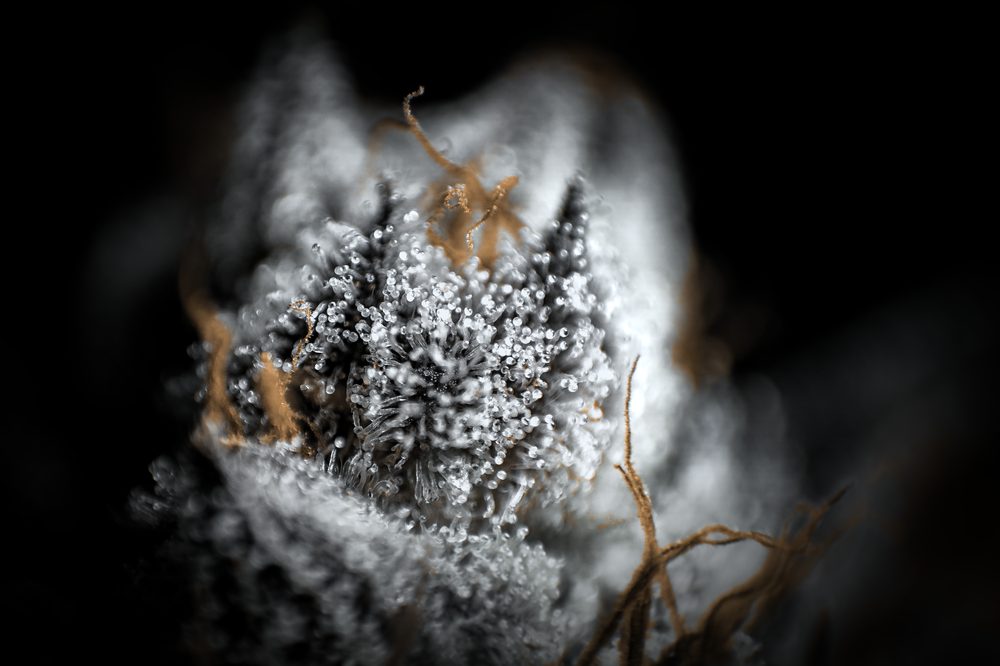 Extreme close-up macro photograph of glandular trichomes on a cannabis flower, shown in cool white against a black background with orange pistils in the foreground.